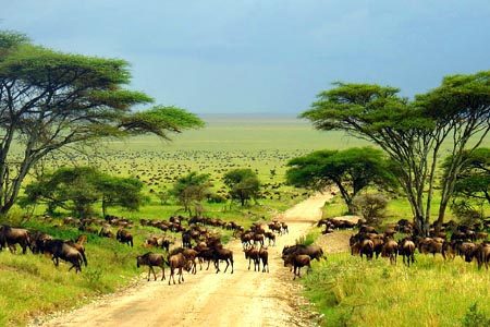 Kudu Safari in Tanzania – 6 Days 5 Nights