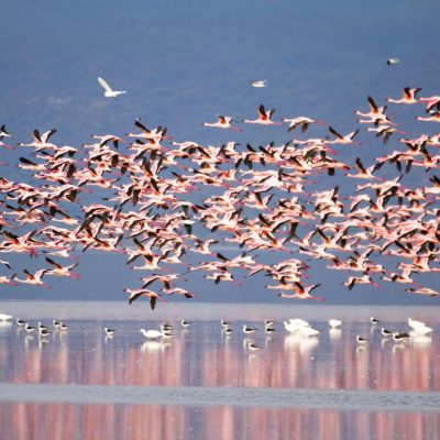 Lake Manyara National Park