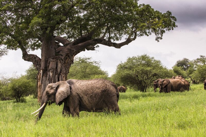A herd of Elephants drinking water in Serengeti African Safaris - Tanzania