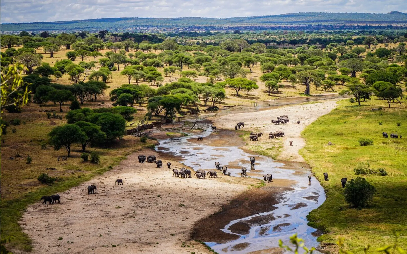 A herd of Elephants drinking water in Serengeti African Safaris - Tanzania