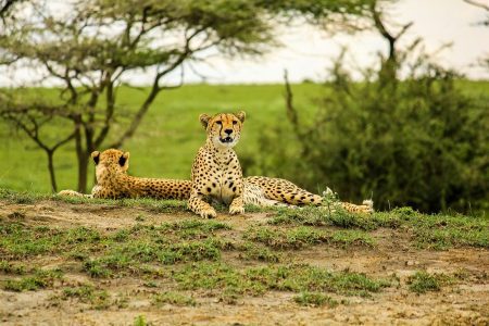 Premier Safari of Tanzania – 3 Days, 2 Nights